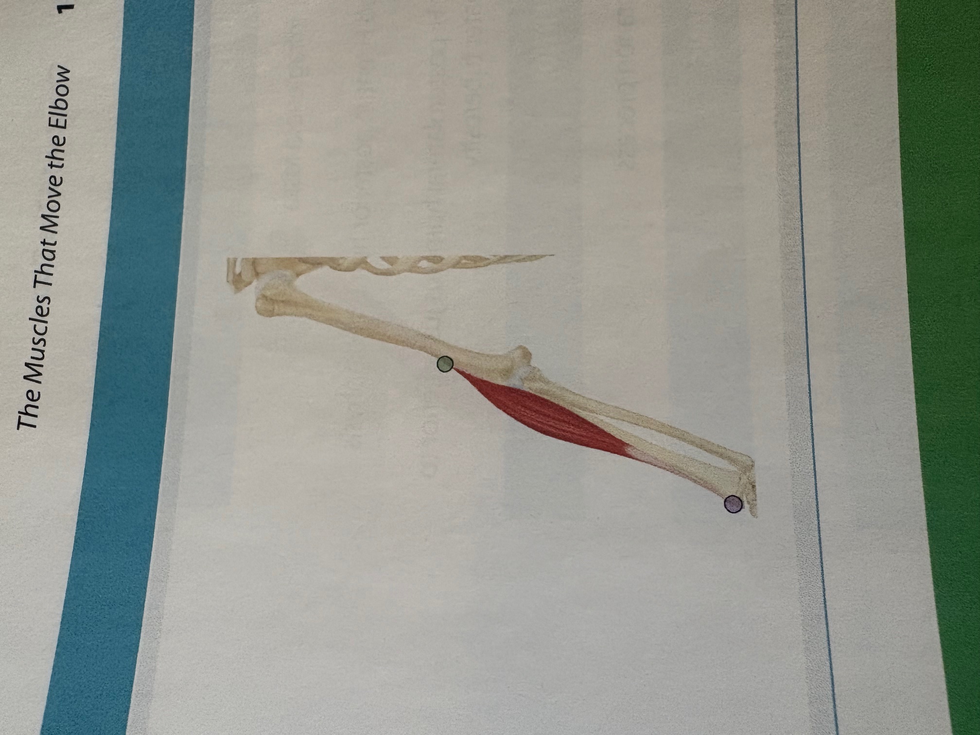 <p>Brachioradialis</p>