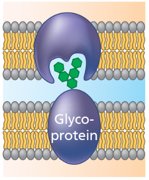 cell-cell recognition protein