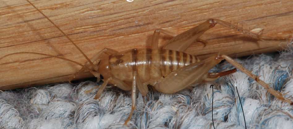 <p>wingless as it lives underground</p><p>long antennae for feeling in the dark</p><p></p>