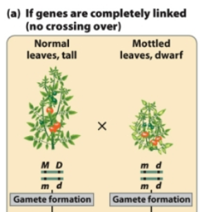 <p>If a plant with genotype MmDd has linked genes that do not assort independently, what gametes does it form?</p>