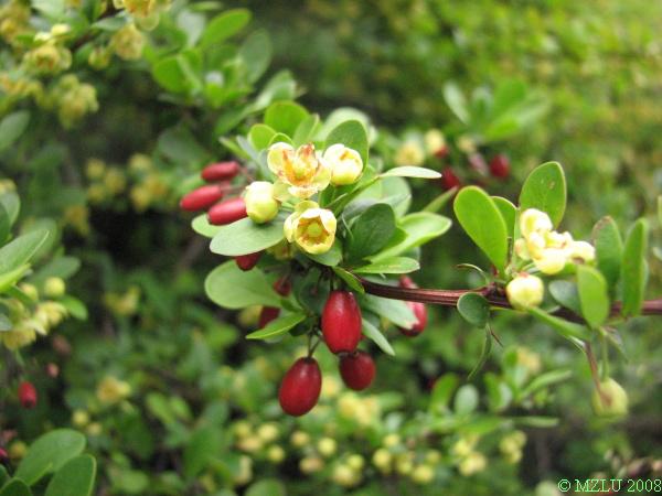 <p><span><em>Berberis thunbergii</em></span></p>