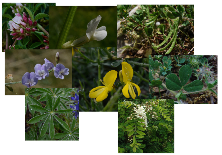<ul><li><p>bladeren samengesteld met onpaar aantal blaadjes</p></li><li><p>bloemen zygomorf (1 symmetrieas)</p></li><li><p>bloemen 5-tallig: vlag - 2 zwaarden - kiel van 2 vergroeide blaadjes</p></li><li><p>peulvrucht</p></li><li><p>stikstoffixatie</p></li></ul>