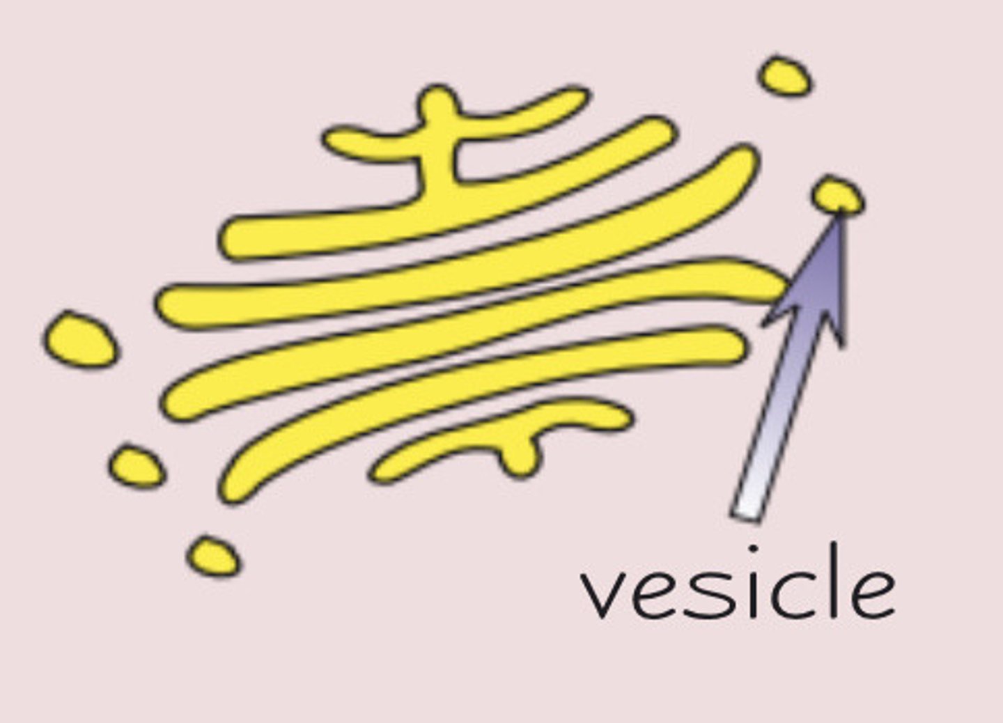 <p>Stores lipids and proteins made by the Golgi apparatus and transports them out of the cell.</p>
