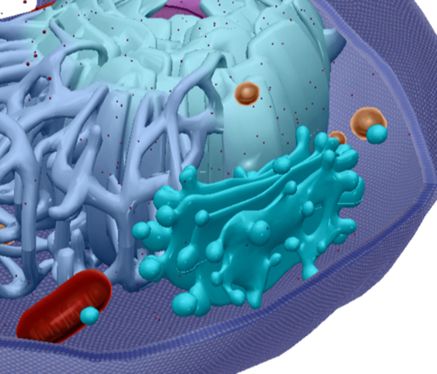 <p>Packaging center for proteins</p>