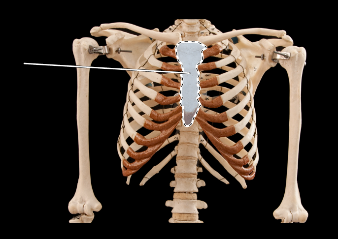 <p>What bone is this?</p>