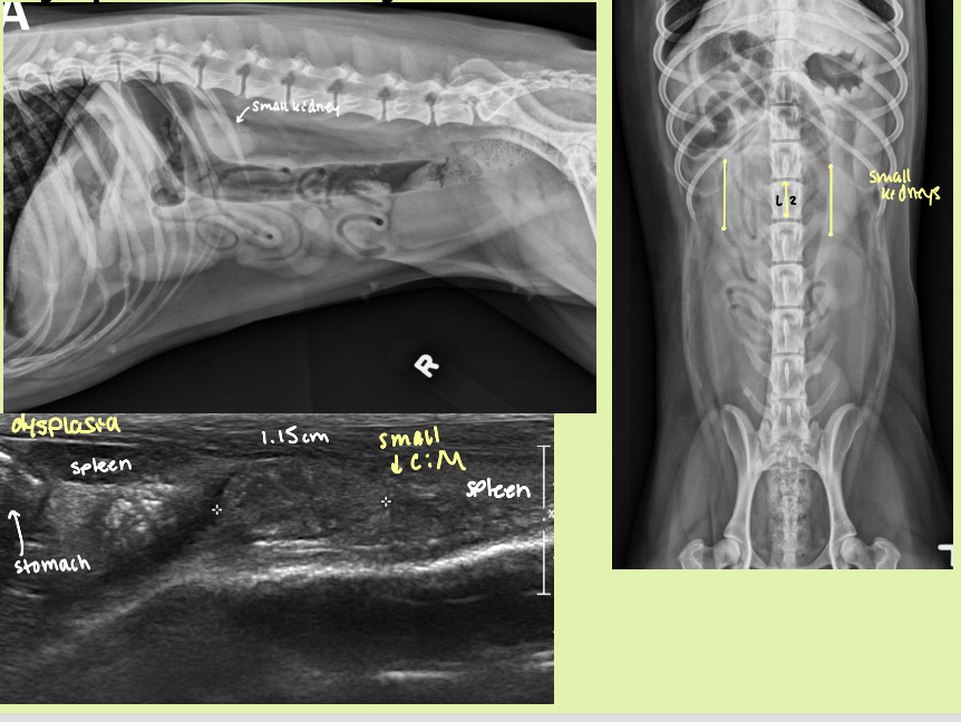 <p>YOUNG animal with renal disease that results in 2 small kidneys</p>