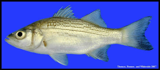 <p>White Bass; bold black horizontal stripes; three anal spines of progressively different lengths.</p>