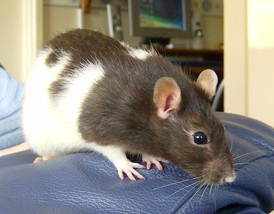 <p><span>Rodents </span></p><p><span>Myomorphs - only incisors grow continuously</span></p><p><span>Omnivores</span></p><p><span>Require relatively dry, well ventilated environments</span></p><p><span>Very social - should live in same-sex groups</span></p><p><span>Smart - need environmental enrichment </span></p><p><span>Lifespan 2-3y</span></p>