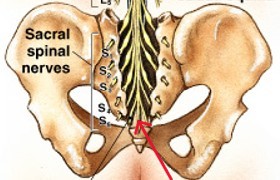 <p>What part of the spinal cord is:</p><ul><li><p>Thin thread of fibrous tissue at end of conus medullaris that attaches to coccygeal ligament</p></li></ul><p></p>