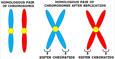 Chromosome pairs that have the same genes containing variations of the same trait…one from mom and one from dad
