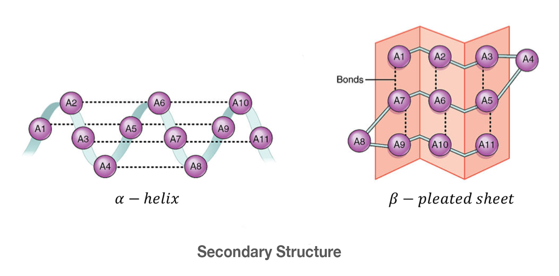 <ul><li><p>Flat, rigid structures</p></li><li><p>Can be:</p><ul><li><p><strong>Parallel</strong></p></li><li><p><strong>Antiparallel</strong></p></li></ul></li><li><p>Functions:</p><ul><li><p>Form protein cores</p></li><li><p>Can create <strong>β-barrels</strong> (large pores)</p></li></ul></li></ul><p><span data-name="warning" data-type="emoji">⚠</span> <strong>Important pathology</strong></p><ul><li><p>β-sheets can stack into <strong>amyloids (harmful)</strong></p></li><li><p><strong>Prions</strong> cause normal proteins to misfold into amyloids</p></li><li><p>This leads to <strong>TSEs (transmissible spongiform encephalopathies)</strong></p></li></ul><p></p>