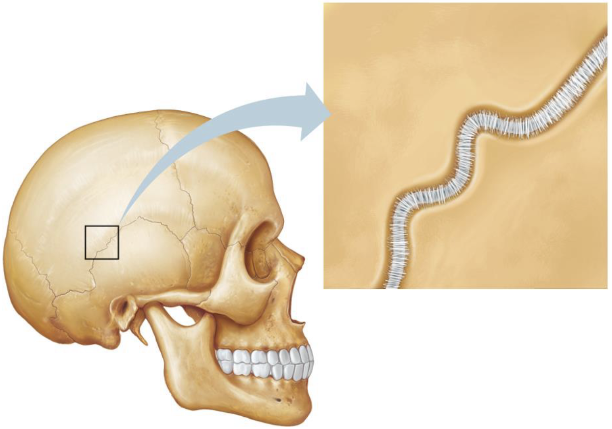 <p><span style="font-family: Times New Roman, serif">What is an example of suture?</span></p>