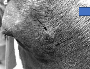 <p>What does this image show?</p>