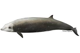 <p>Cuvier’s beaked whale</p>