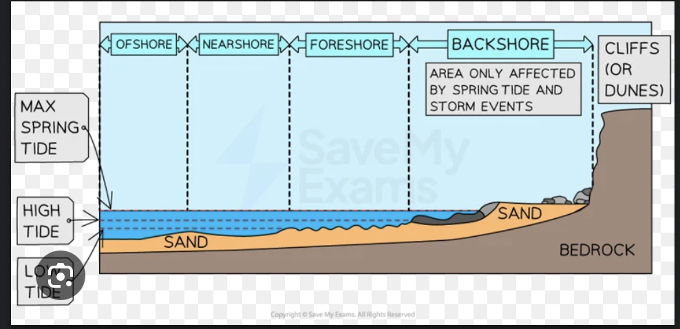 <p>the area of shoreline where land is subject to wave action</p>