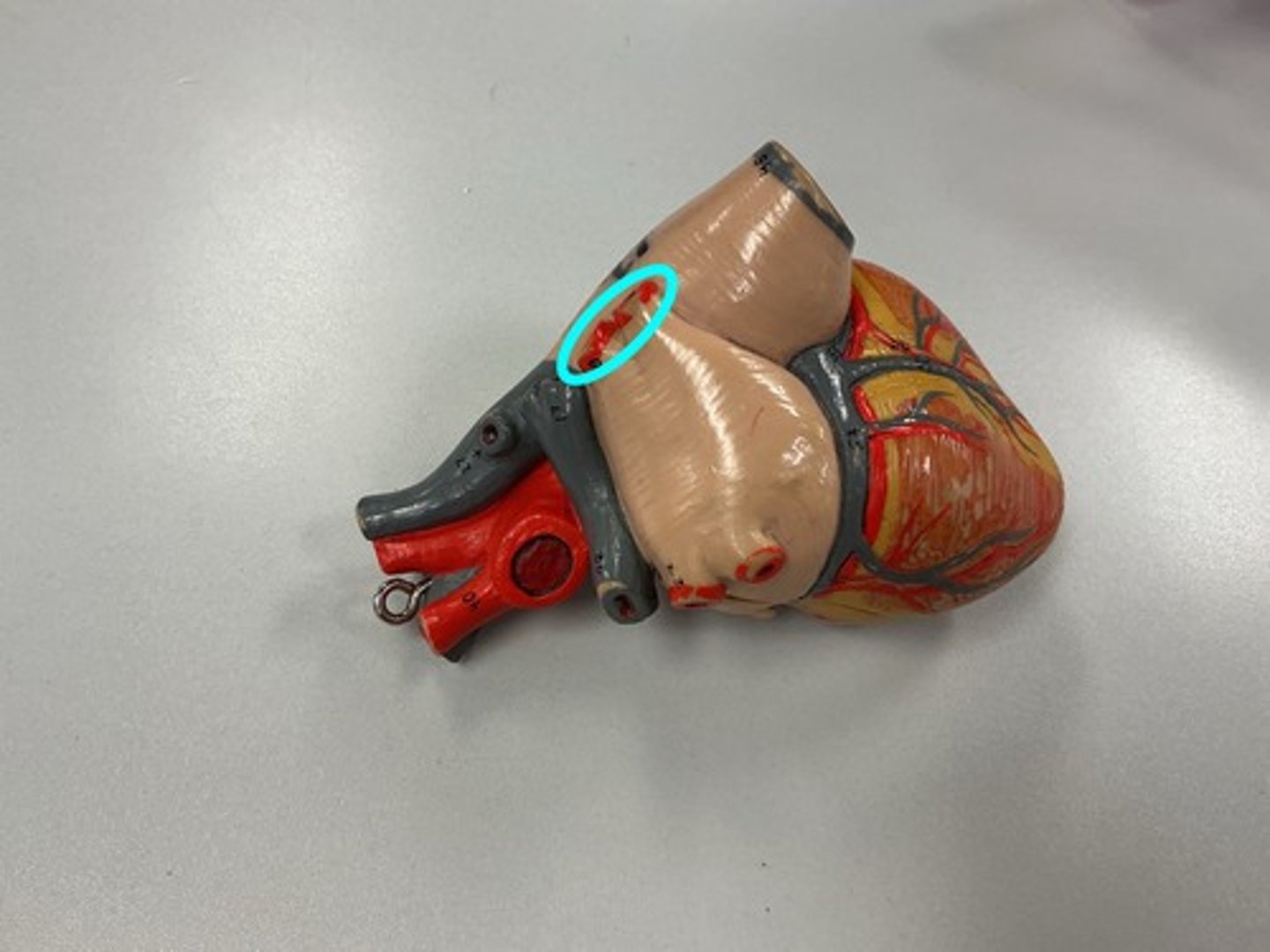 knowt flashcard image