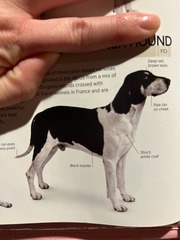 <p>Origin: France</p><p>Height: 24-28 in</p><p>Weight: 66-77 lbs</p><p>Life Span: 10-12 yrs</p><p>Type: Scent Hound</p>