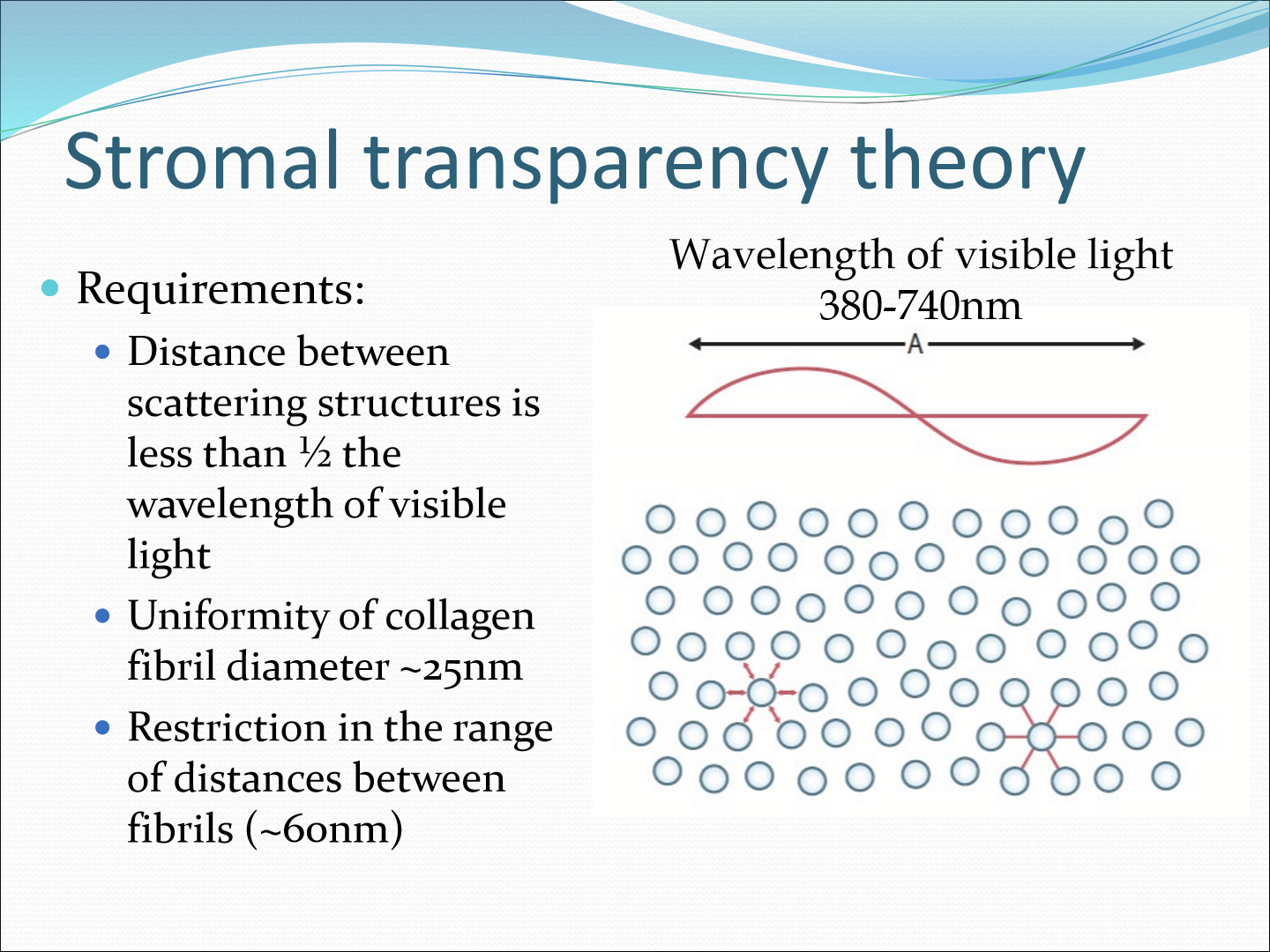 <p>Uniformity of collagen fibril diameter (~25nm) and restriction in the range of distances between fibrils (~60nm) </p>