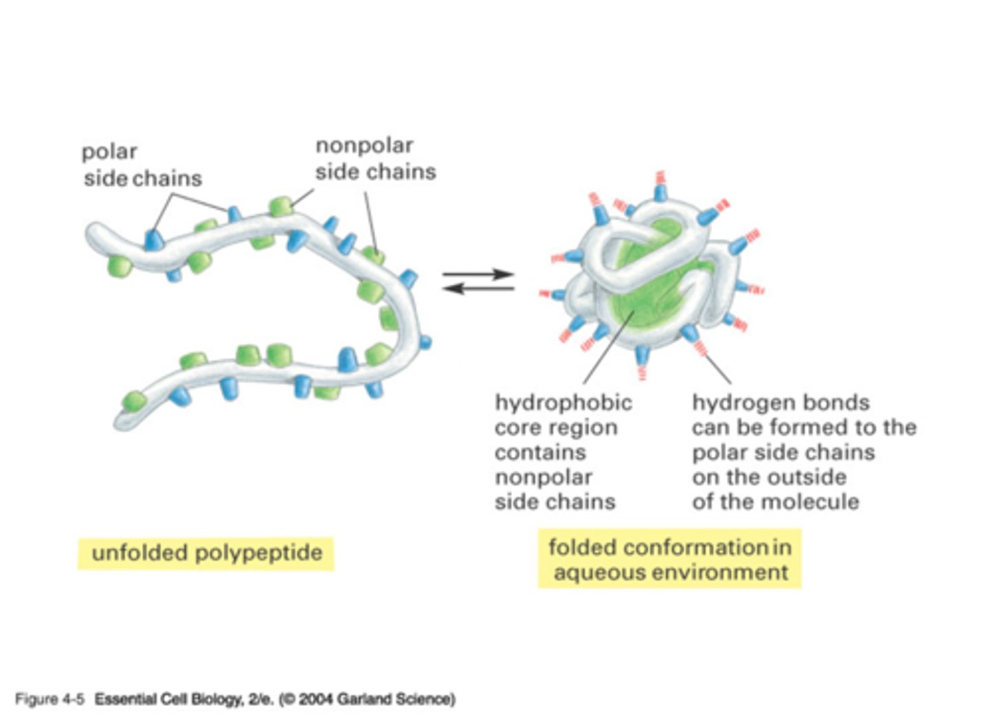 <p>the amino acid sequence -- drives the interactions with water and intramolecular bonding of the linear amino acid chain -> determines the protein's unique 3D shape</p>