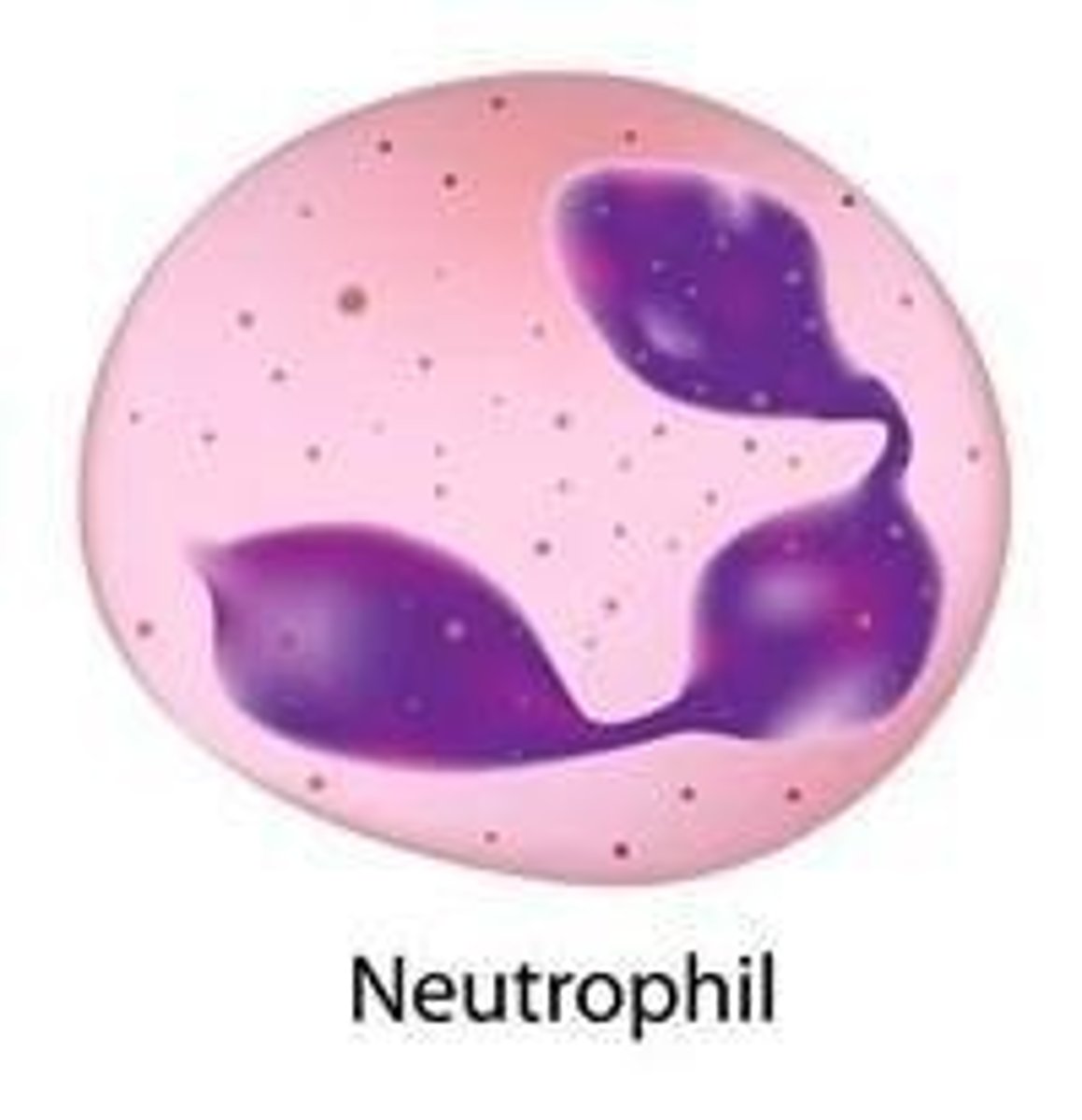 <p>Phagocytose and kill invading organisms intracellularly.</p>