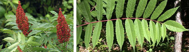 <p>Family<br>Genus<br>Species<br>Common Name</p>