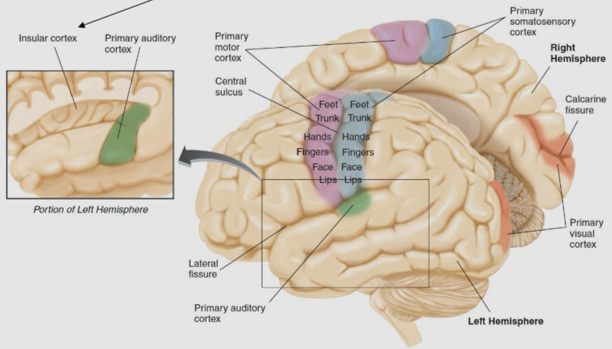 <ul><li><p>primary motor cortex (frontal lobe) contains motor neurons that synapse in the spinal cord. Different regions of primary motor cortex control different parts of the body </p></li><li><p>Somatosensory cortex (paretial lobe) is where touch information enters the cerebral cortex. Different regions of somatosensory cortex receive information from all different parts of the body </p></li><li><p>Primary auditory cortex (temporal lobe) is where auditory enters the cerebral cortex </p></li></ul><ul><li><p>Primary visual cortex (occipital lobe) is where visual information enters the cerebral cortex</p></li><li><p>Insular cortex when gustatory information enters the cerebral cortex</p></li></ul><p></p>