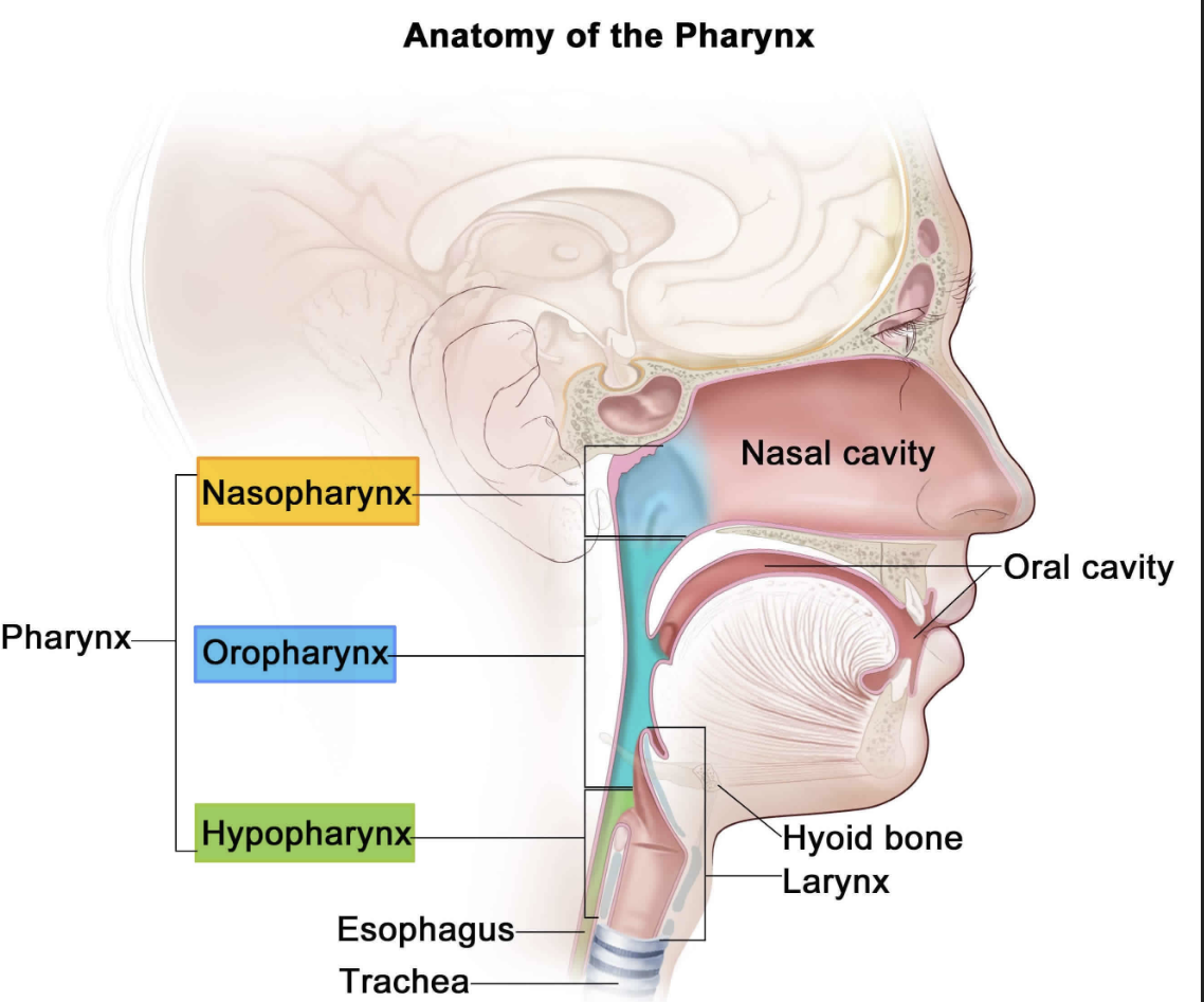 <p>• serves as a passageway for food and air</p><p>• Food is propelled to the esophagus by two muscle layers; longitudinal inner layer; circular outer layer</p><p>• Food movement by alternating contractions of muscle layers (peristalsis)</p>