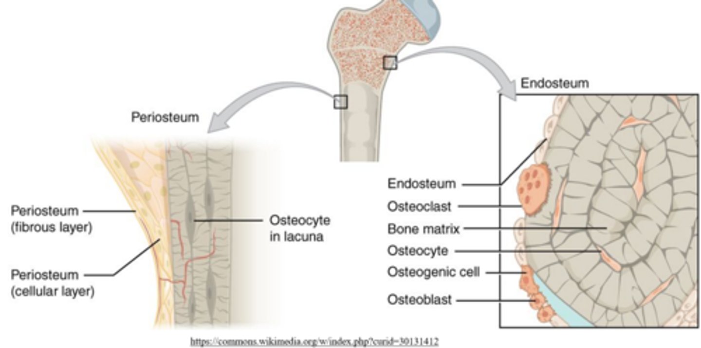 <p>outer fibrous layer; inner/cambium layer</p><p>(cellular layer = inner/cambium layer)</p>