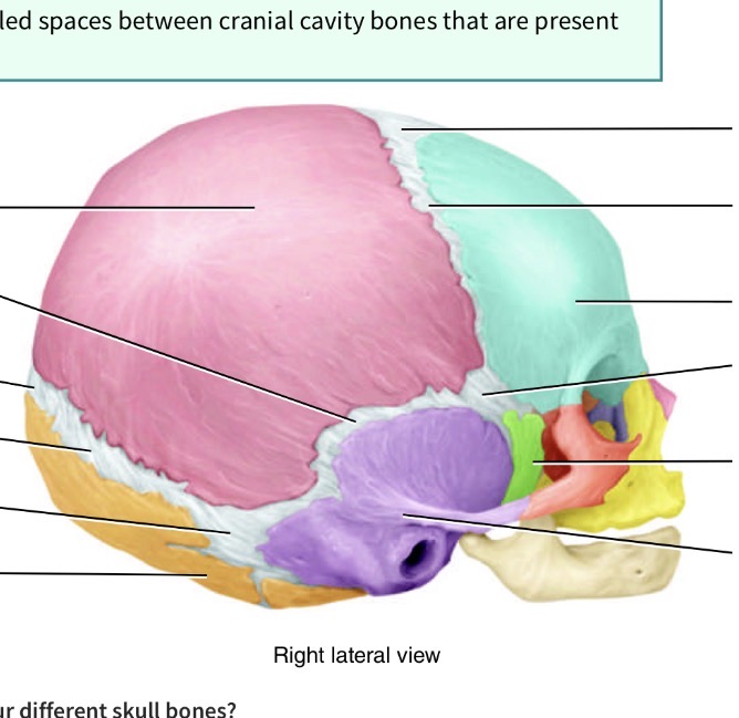 <p>What is the fontanel( spot spot) in the junction toward back of head seperating pink, orange and purple </p>