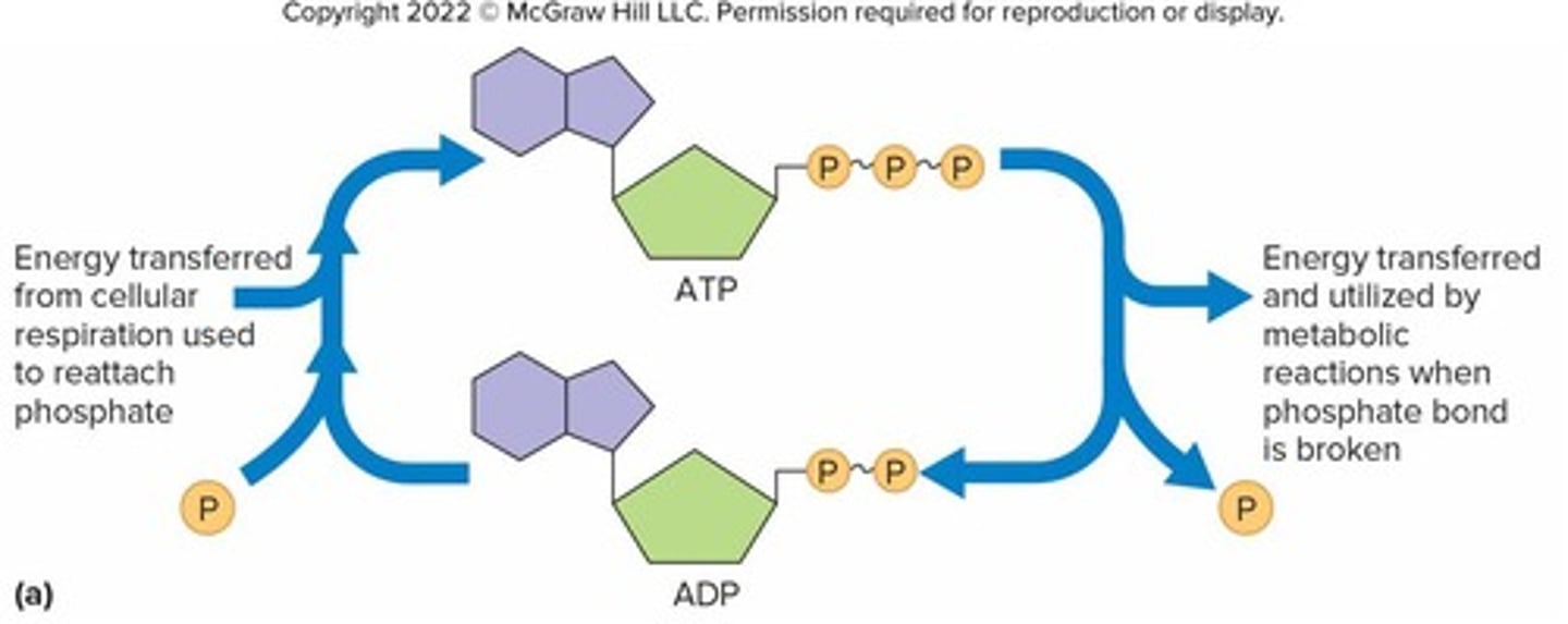 <p>Energy from ATP breakdown is used for cellular work</p>