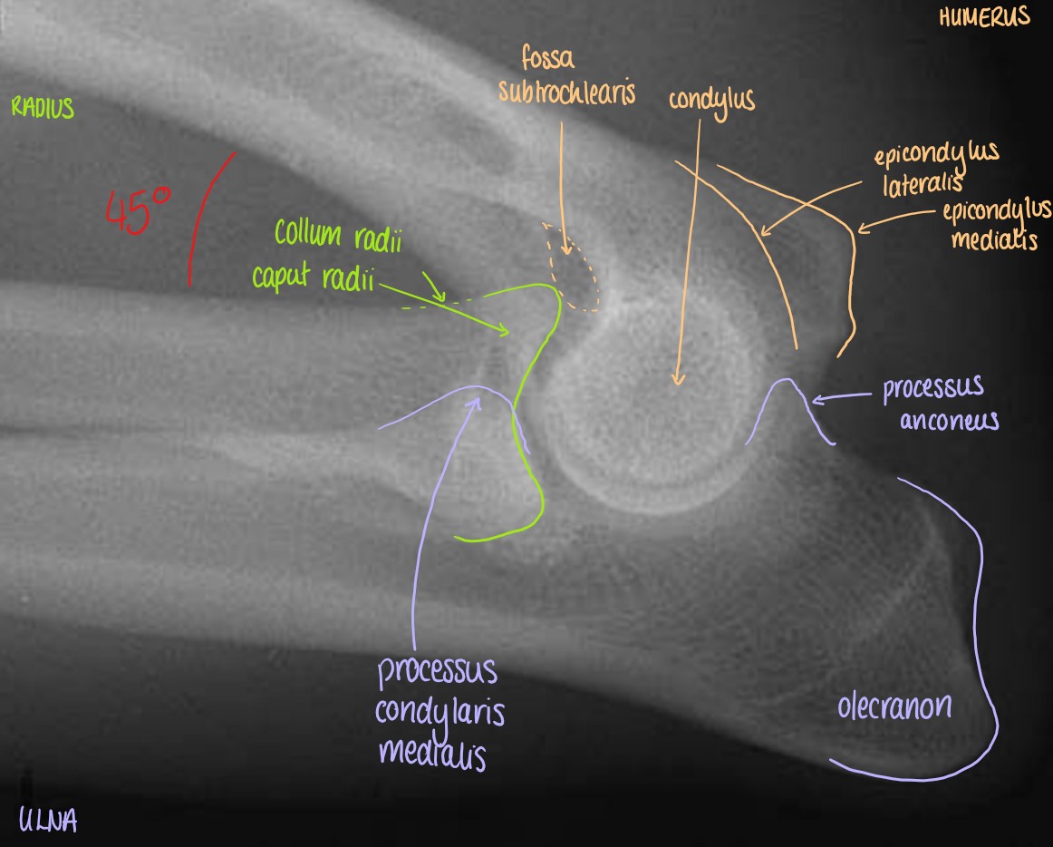 Medio-Lateral Projection of the Articulatio Cubiti (Flexed)