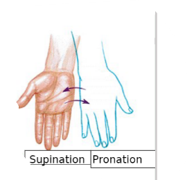 <p>pronation </p>