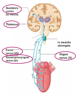 <p>Tastants interact with particular taste receptor cell</p><p>Interaction leads to release of serotonin - able to bind to primary gustatory neurones</p><p>Binding of a neurotransmitter leads to action potentials which travel along axons</p><p>These axons of primary gustatory neurones make up 3 different types of cranial nerves - facial, glassopharyngeal and spinal nerves</p><p>Information transmitted along axons of these nerves straight to brainstem</p><p>No information going to spinal cord with special senses</p><p>Cranial nerves extend from brain and brainstem </p><p>Information is synapsed with second order neurone, which transmits info up to thalamus, key sensory relay centre, where it synapses with the third neurone that terminates win gustatory cortex in brain that allows us to interpret and process info about taste </p><p>Receptor cells all respond to slightly different tastes - how we’re able to differentiate</p>