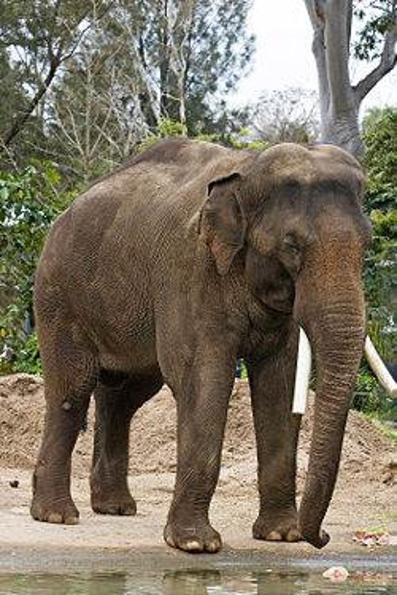 <p>elephants</p>