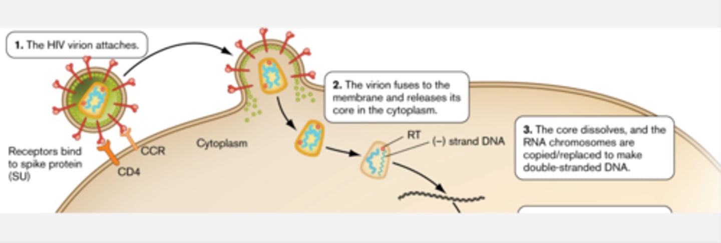 <p>The envelope and host membrane fuse together and the HIV core directly enters the cytoplasm of the host cell. HIV core then dissolves and releases its contents.</p><p>1. <strong>HIV virion attaches:</strong> the CD4 and CCR5 receptors on the host cell bind the spike proteins(TM &amp; SU) on HIV</p><p>2. The Virion fuses to the membrane and releases its core containing the two identical + RNA copies as well as the other packaged proteins like reverse transcriptase, protease, integrase, and others.</p><ul><li><p>when this happens reverse transcriptase will reverse transcribe a - double stranded strand of DNA from the + strand RNA and releases this strand into the host cell cytoplasm.</p></li></ul><p>3. The core dissolves and the RNA chromosomes are copied/replaced to make double-stranded DNA</p>