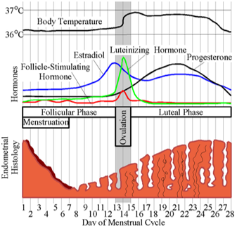 <p><mark data-color="blue">Uterine (menstrual) cycle: overview</mark></p><p>Can you label, describe and explain what this diagram is/shows?</p>