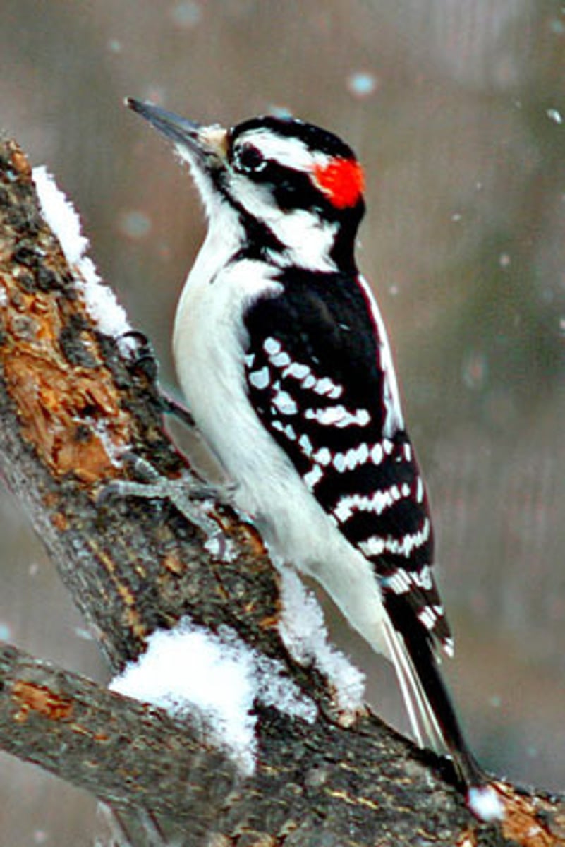 <p>Piciformes</p><p>Picidae</p>