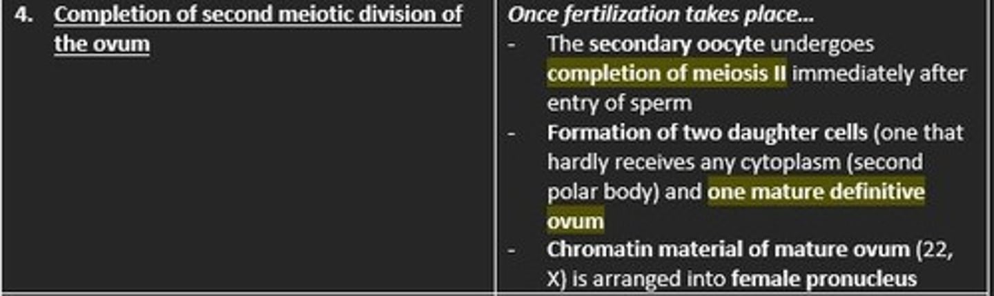 <p>Secondary oocyte undergoes completion of Meiosis 2</p><p>Formation of two daughter cells which include = second polar body (hardly receives cytoplasm) and one mature definitive ovum </p><p>Chromatin material of the mature ovum (22, X) is arranged into the female pronucleus </p>