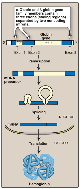 <p>α-globin and β-globin gene family members</p>
