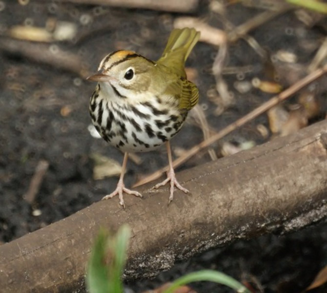 <p>Passeriformes Parulidae</p>