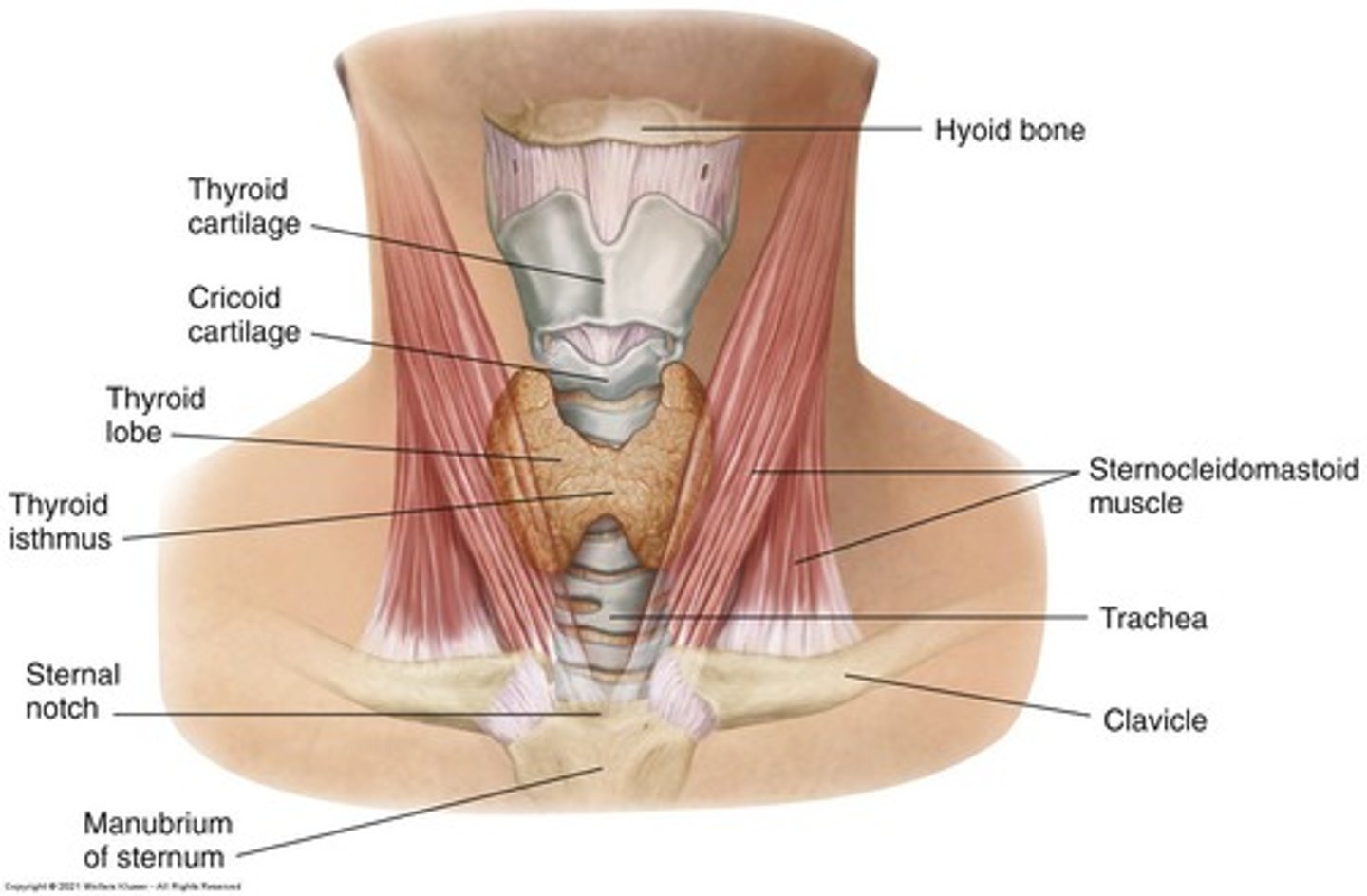 <p>Inspect for size, uniformity, nodularity, and movement while palpating and observing the patient swallow.</p>