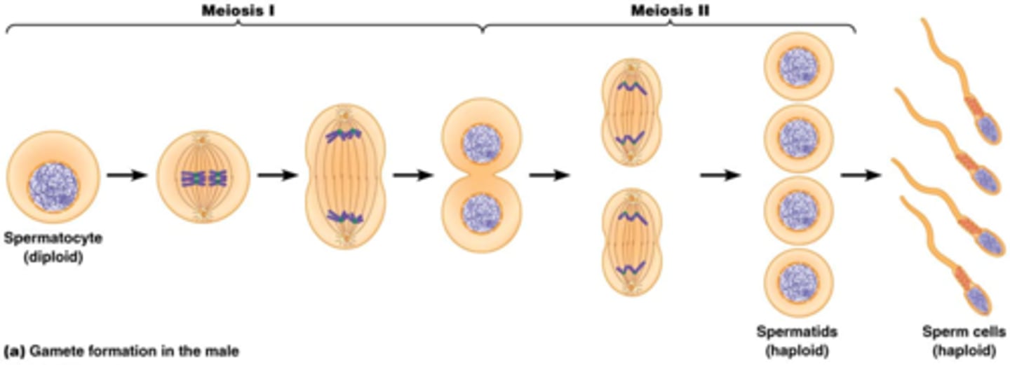 <p>Meiose I -> Meiose II -> differentiatie</p>