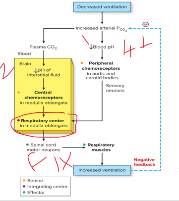 <p>Input from the receptors modifies rate and depth of breathing so these variables remain ________.</p>