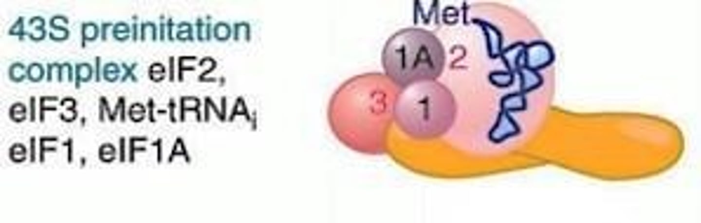 <p>Complex consisting of eIF2, eIF3, Met-tRNA, eIF1, and eIF1a</p>
