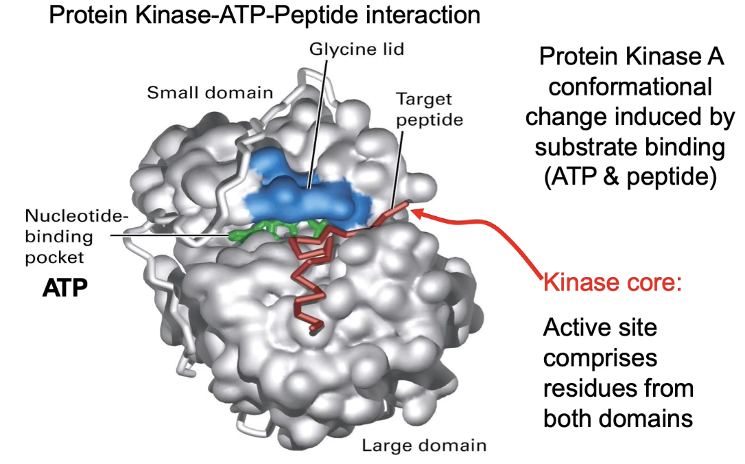 <ul><li><p class=""><strong>PKA</strong> = enzyme that phosphorylates target proteins</p></li><li><p class="">Binds two substrates:</p><ol><li><p class=""><strong>ATP</strong> (phosphate donor)</p></li><li><p class=""><strong>Target peptide/protein</strong></p></li></ol></li><li><p class="">Structure:</p><ul><li><p class="">Small domain (glycine lid, top)</p></li><li><p class="">Large domain (bottom)</p></li><li><p class=""><strong>Hinge</strong> connects domains</p></li></ul></li><li><p class="">Together form the <strong>kinase core</strong> (active site)</p></li></ul><p></p>