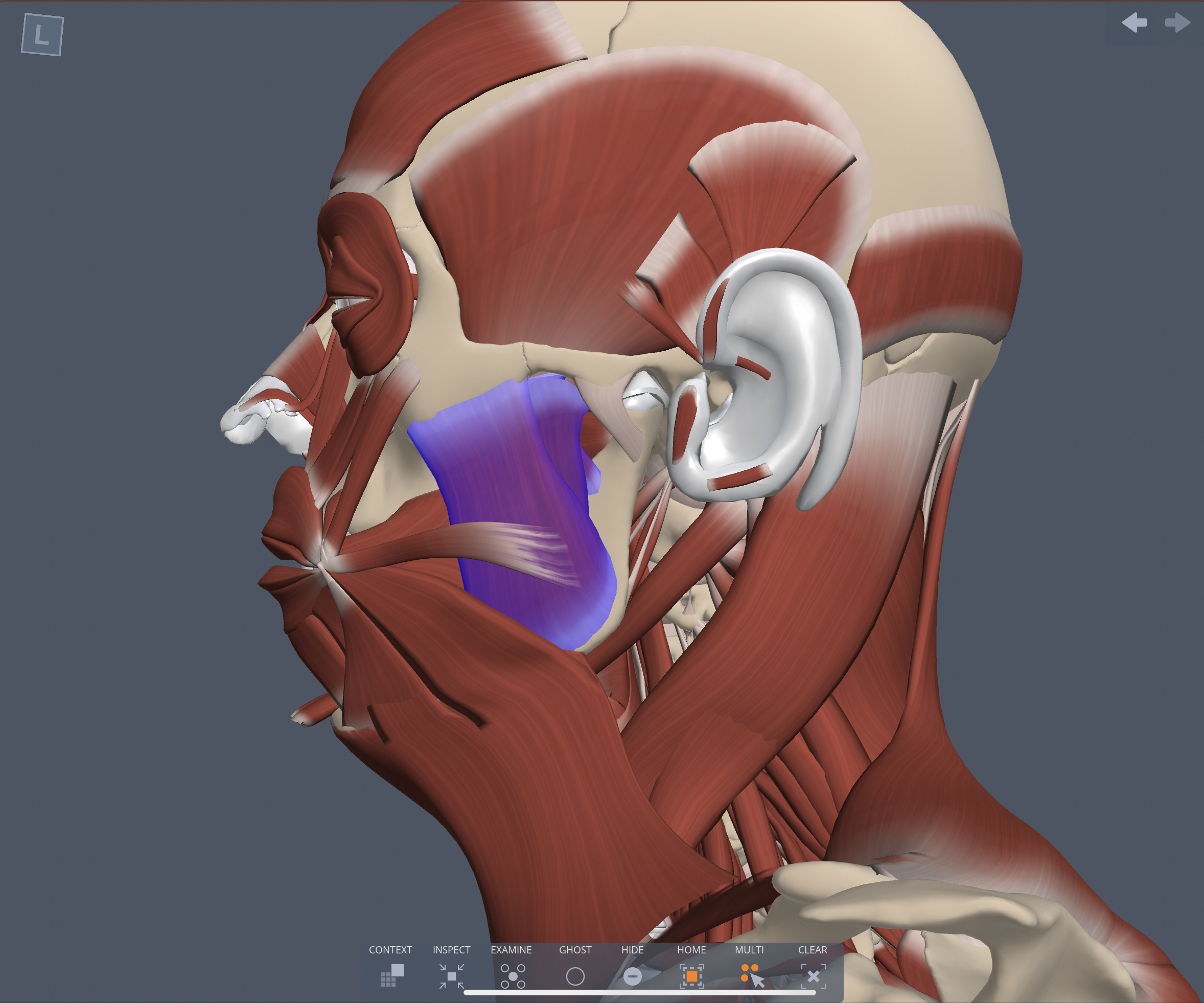 Action of the Masseter muscle
