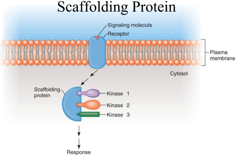<p>Binds to the tyrosine kinase, after activation of the receptor, to organize kinases into a signaling complex for signal propagation.</p>