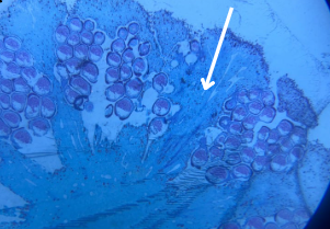 <p>On the prepared Zamia slide, what structure is the arrow pointing to?</p>
