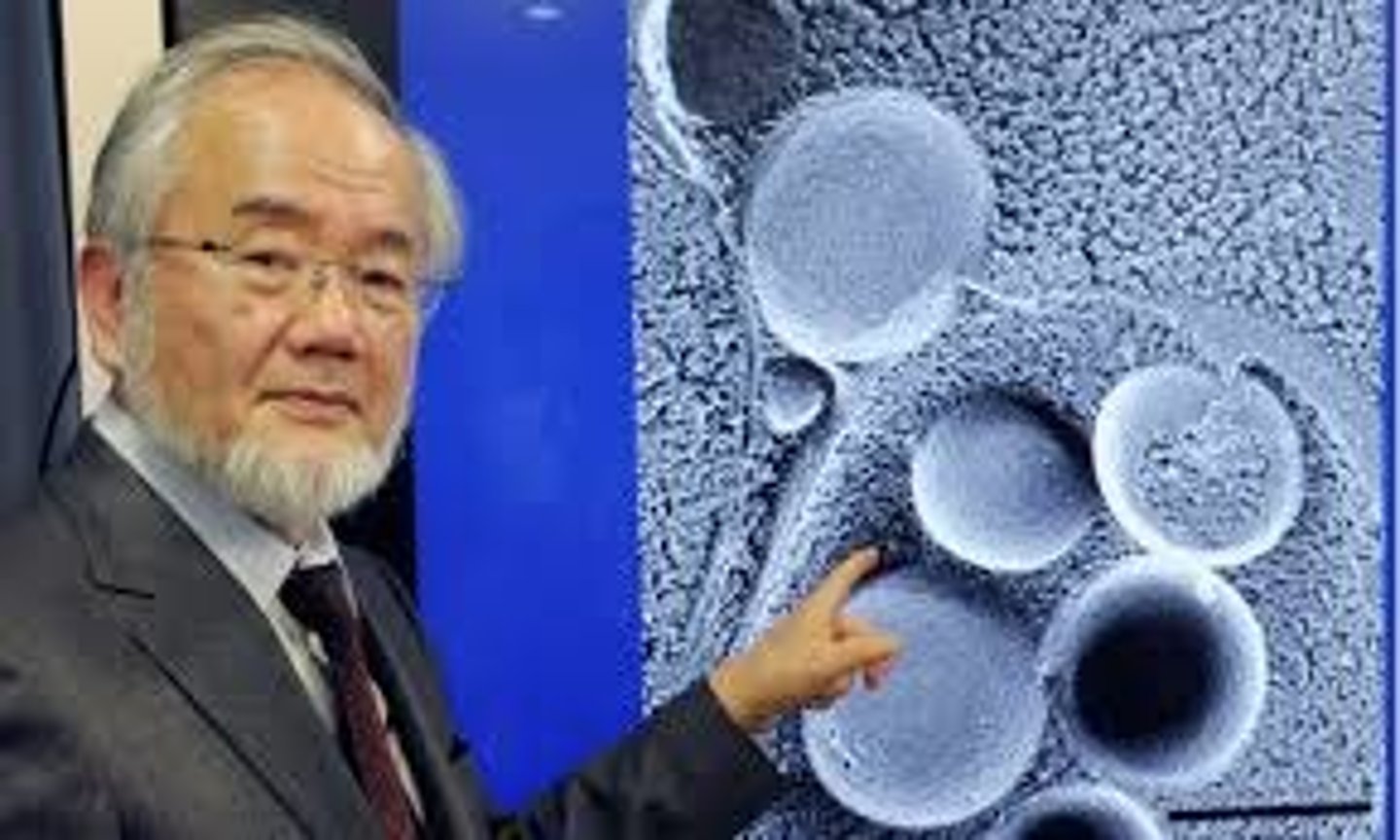 <p>Japanese cell biologist</p><p>- researched how cells recycle and renew their content (autophagy)</p><p>- found that fasting activates autophagy, which helps slow down the aging process and has a positive impact on cell renewal</p><p>- discovered that autophagy genes are used by higher organisms including humans, and that mutations in these genes can cause disease</p>