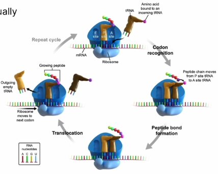 <ul><li><p>name for the movement of tRNA molecules through the A, P, and E binding sites</p></li><li><p>peptide chain in P site is transferred over to A site (where it will bond with the amino acid in the A site); the A site will now hold the polypeptide chain</p></li></ul><p></p>